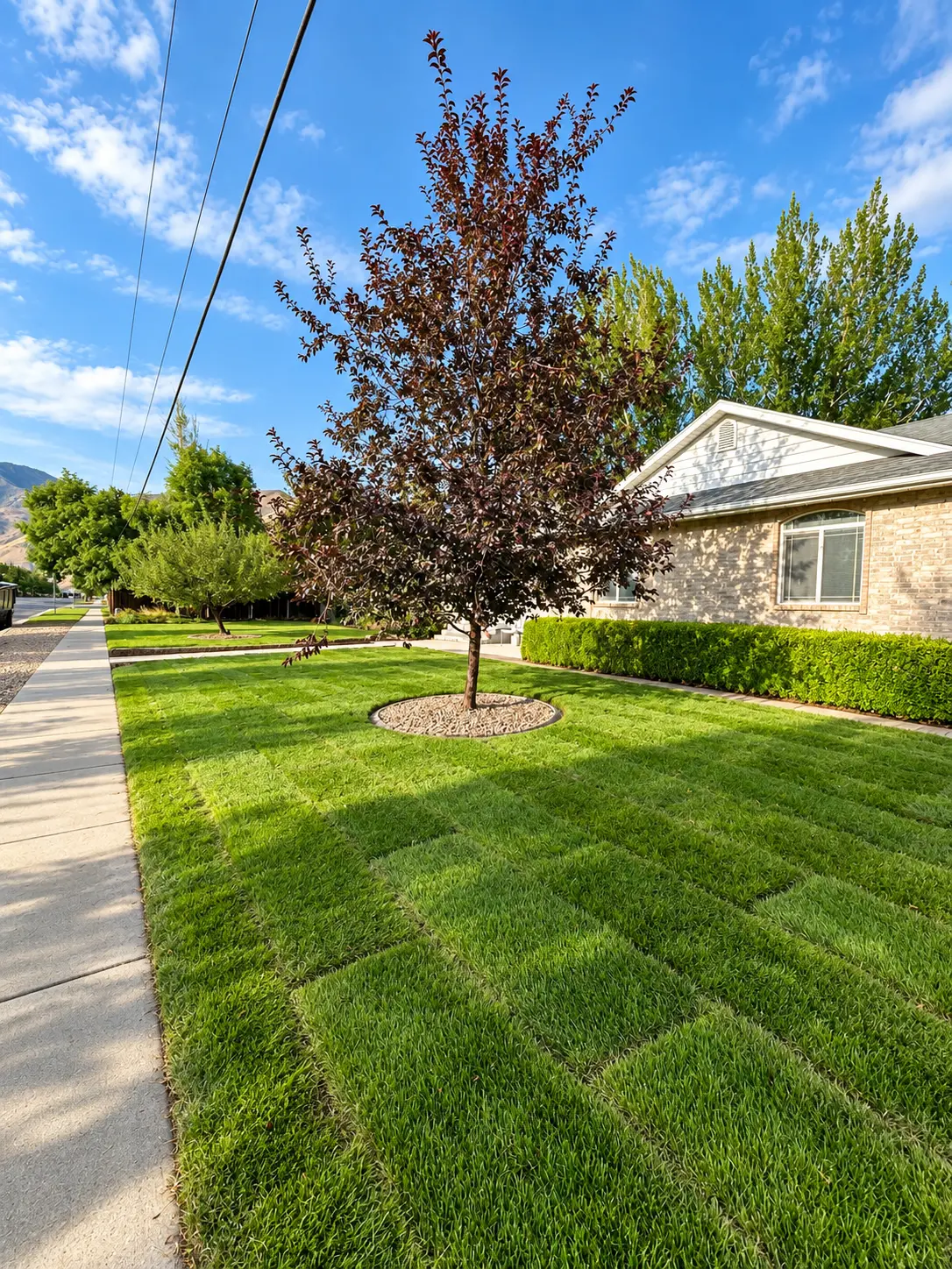 Freshly installed sod with visible seams in a residential front yard